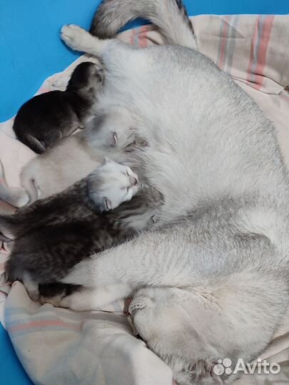 Шотландская шиншилла