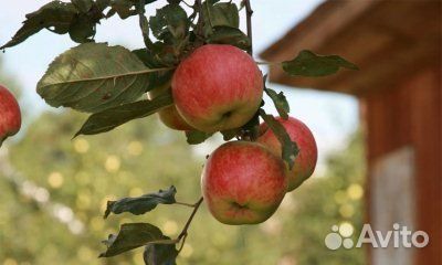 Яблоки оптом