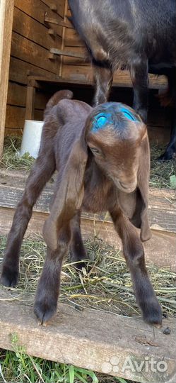 Козочка, козел камори и камори-шами
