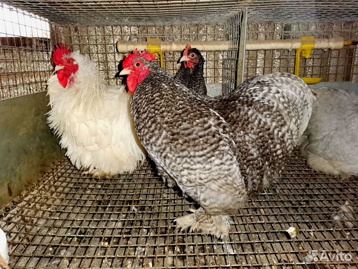 Куры Кохинхины карликовые