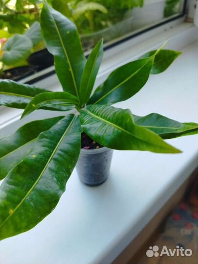 Кротон длиннолистный- бронь до конца августа