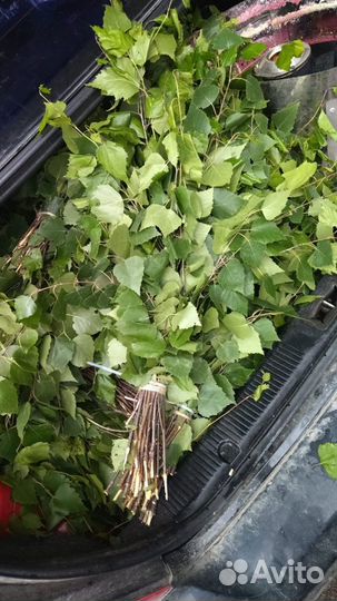 Веники для бани дуб береза крапива пихта