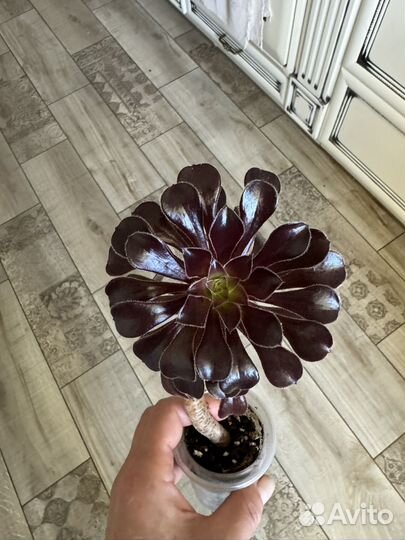 Эониум Шварцкопф