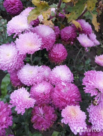 Кустики хризантемы мультифлора жёлтая, сиреневая