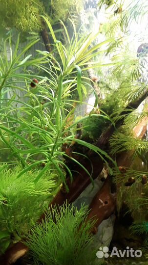 Растения для аквариума