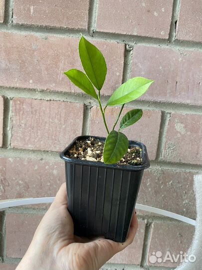 Лимон Мейера