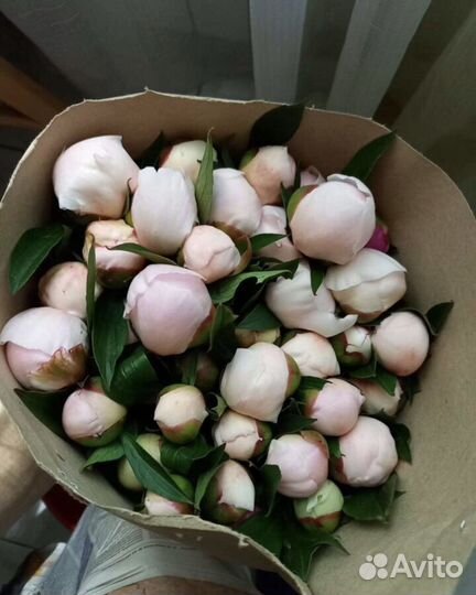 Пионы на срезку, гвоздика, гортензия, ромашка