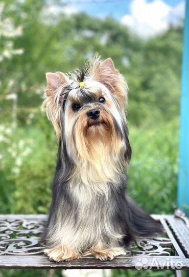 Йоркширский терьер