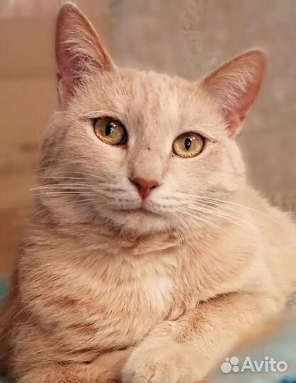 Красавица Сильвия