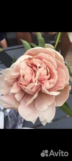 Редкие сорта пионов