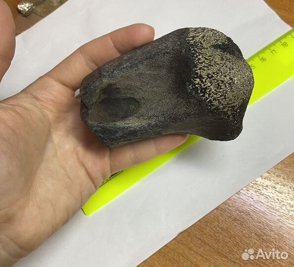 Плечевая кость Цетотерия