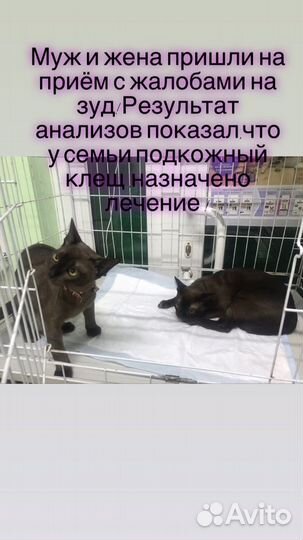 Ветеринарный врач ветврач вызов ветврача