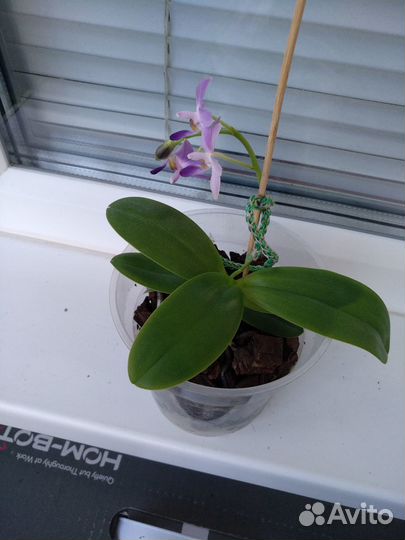 Орхидея фаленопсис 