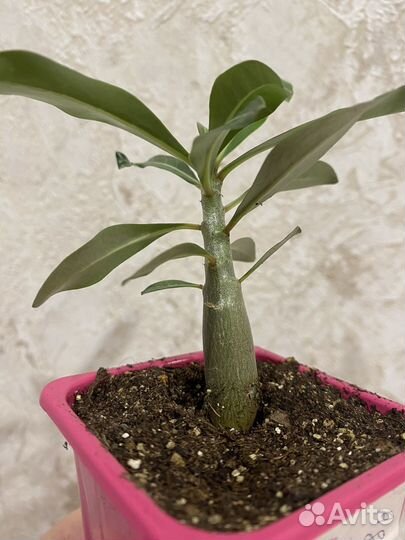 Адениум. Алый рыцарь