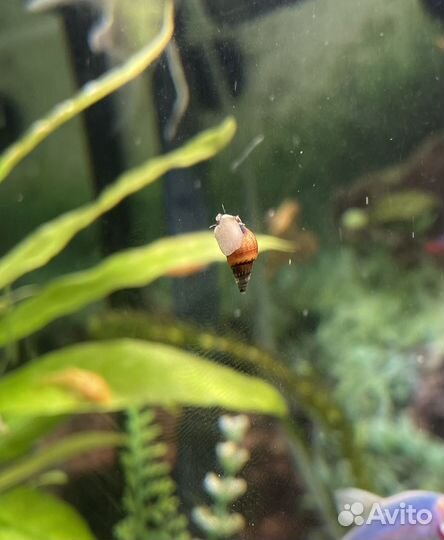 Улитки милании