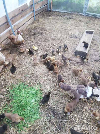 Индоутки+яйца утиные и куриные