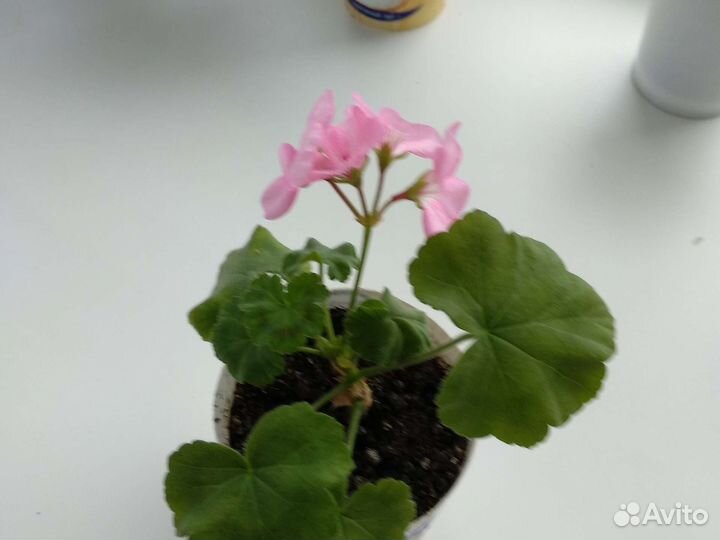 Герани, пеларгония (красная, розовая)