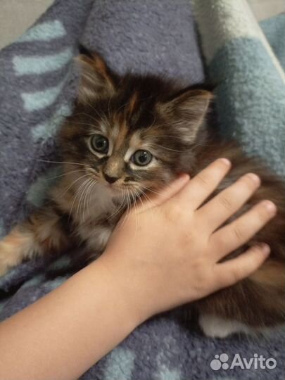 Сибирская кошка