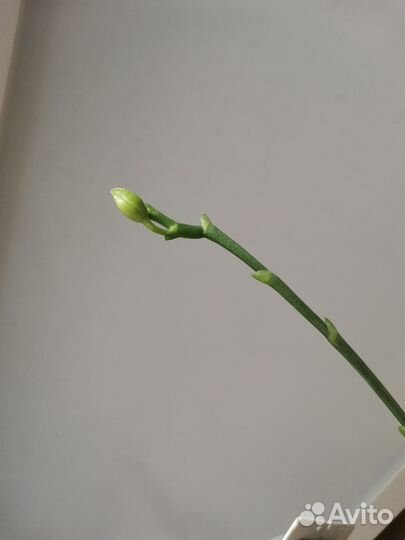 Орхидея фаленопсис Лиодоро