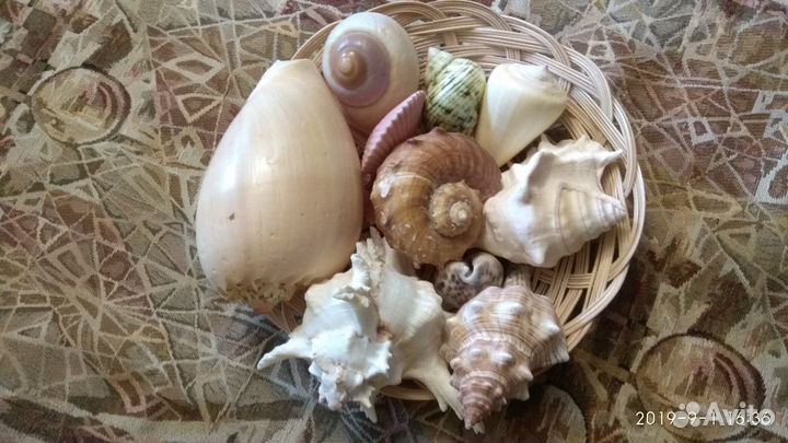 Набор ракушек
