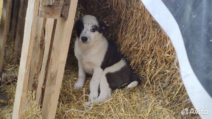 Щеночек девочка