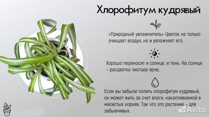 Хлорофитум кудрявый