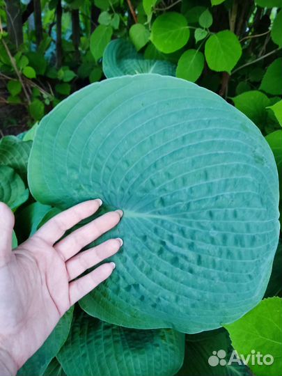 Голубая Хоста