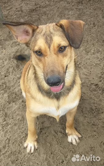 Красавчик Рони