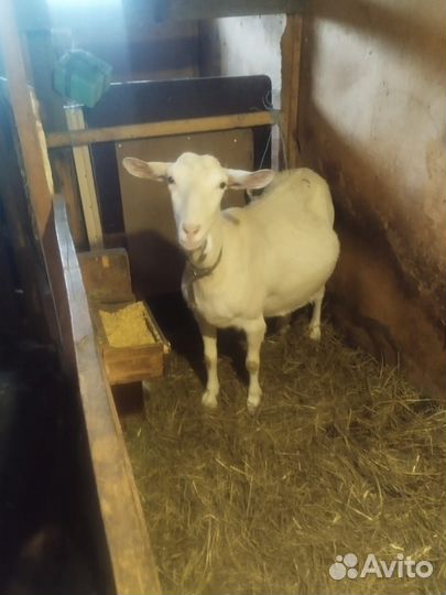 Коза нубийская