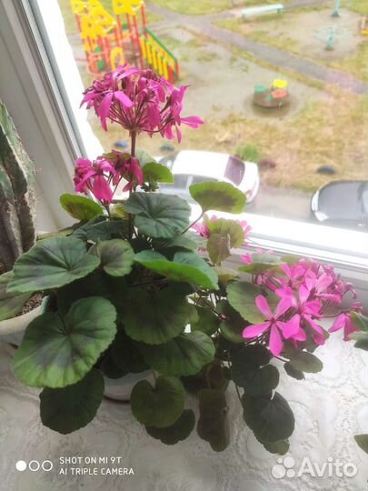 Герань пеларгония