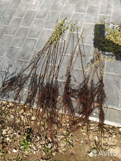 Сеянцы Кизильника