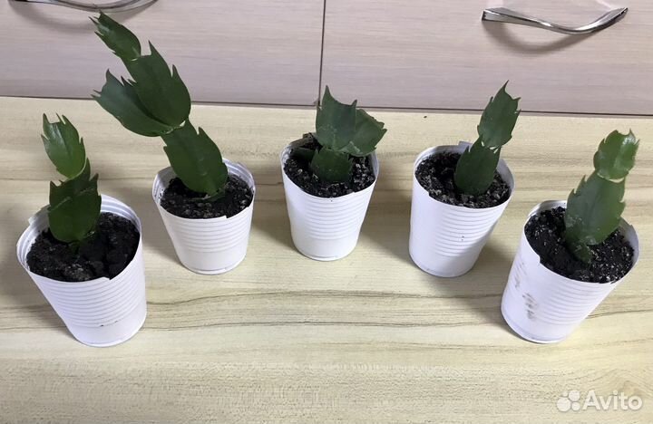 Замиокулькас, фиалки, домашние цветы