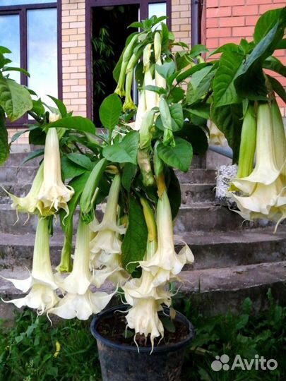 Бругмансии махровые