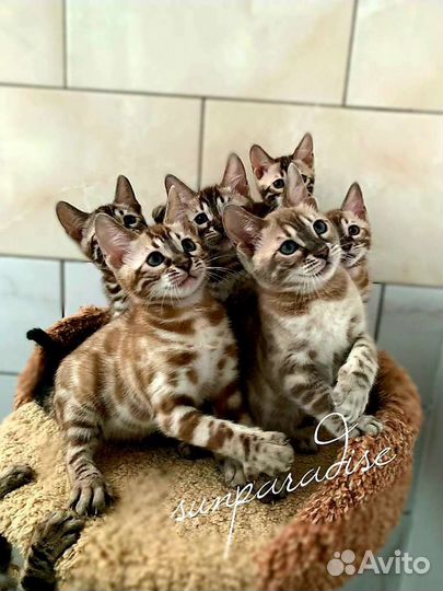 Бенгальские снежные котята(с документами)