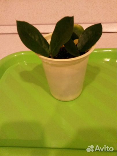 Замиокулькас