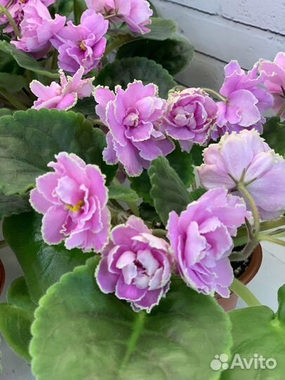 Фиалка сортовая KZ Страна Счастья