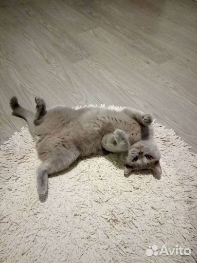 Британский кот 2017г.р не кастрирован