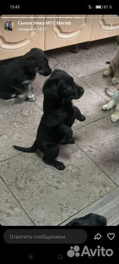 Щенки лабрадора бесплатно