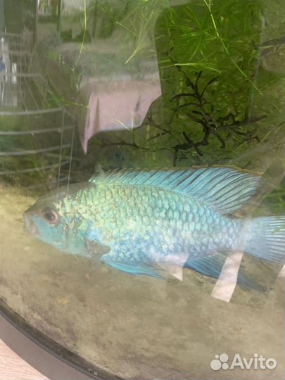 Нанокара блью электрик