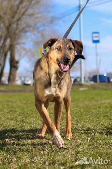 Нежный и ласковый пес из приюта хочет домой