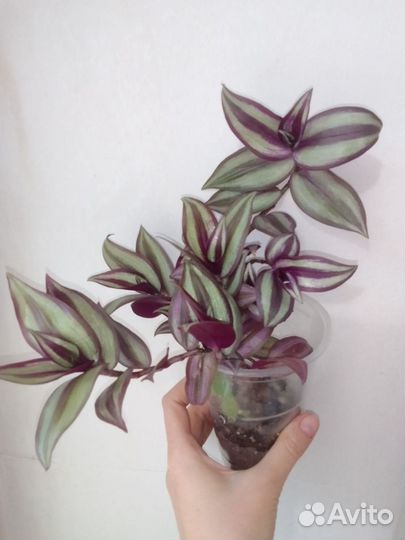 Традесканция Зебрина