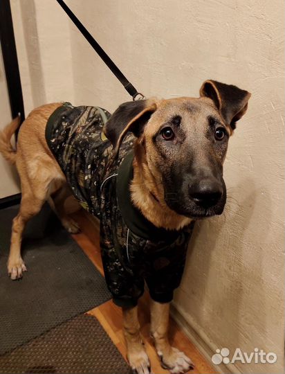 Собака в добрые руки