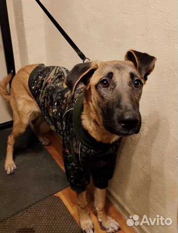 Собака в добрые руки