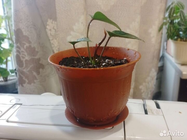 Антуриум мужское счастье