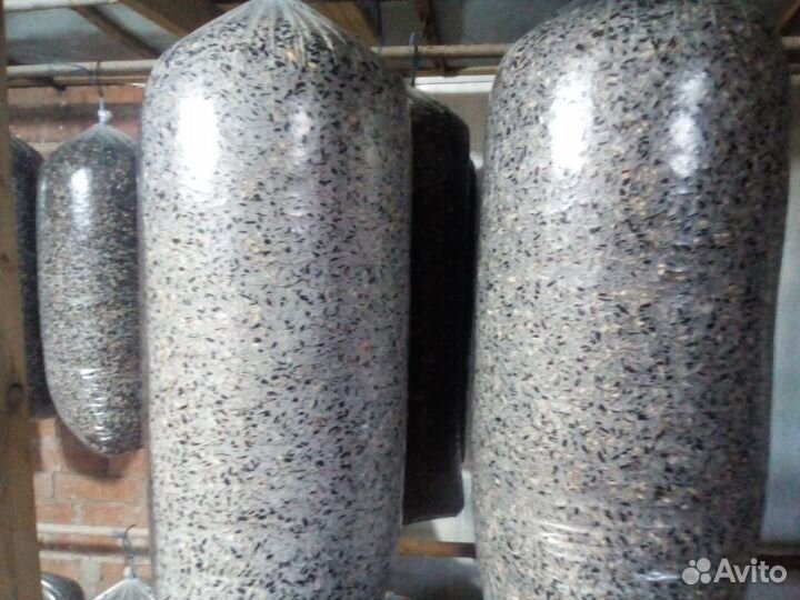 Грибные блоки вешенка