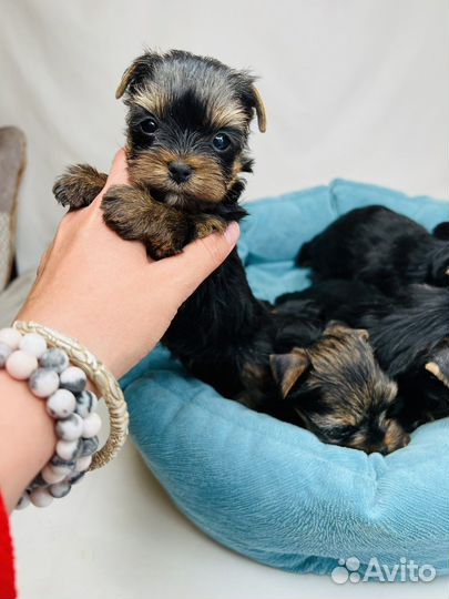 Йоркширский терьер щенки