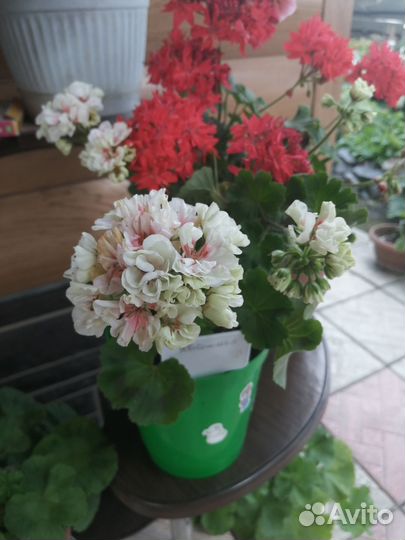 Пеларгония герань