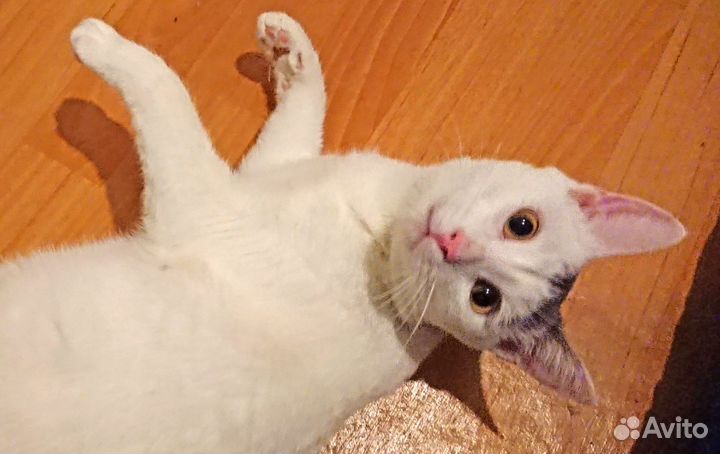 Эльфакот в дар