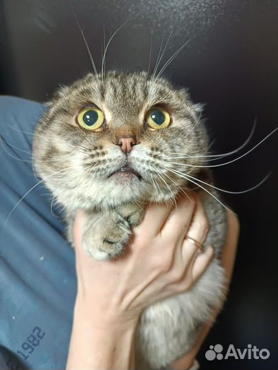 Котик мальчишка