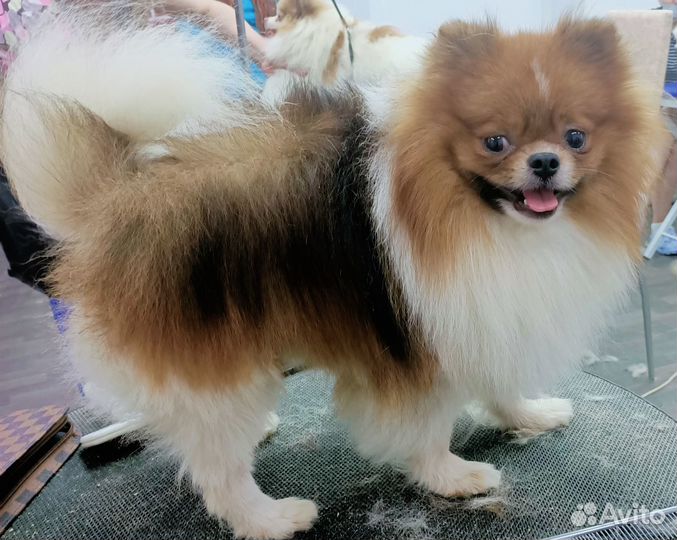 Груминг собак